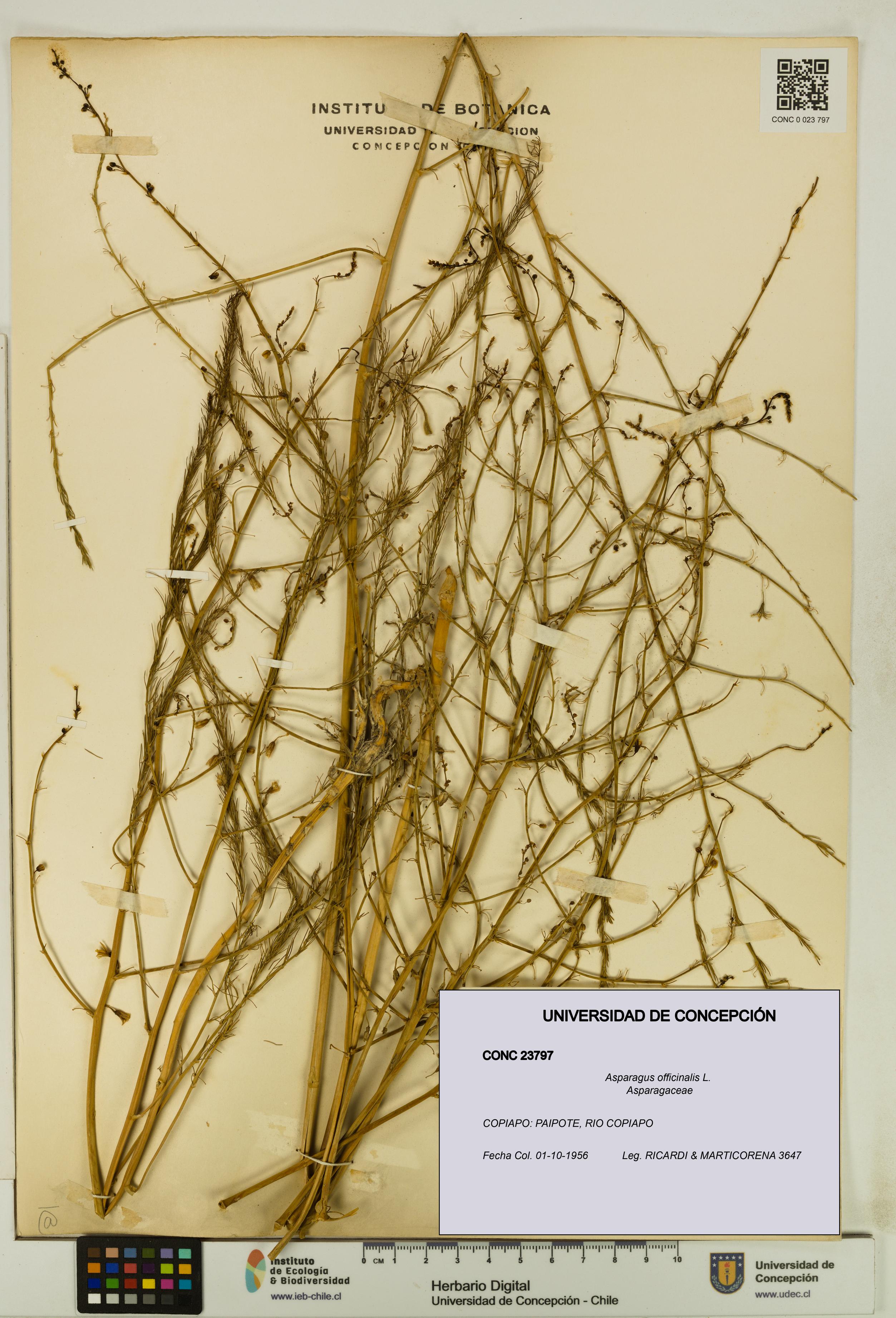 Asparagus officinalis [Espécimen: UDEC:CONC:0023797]