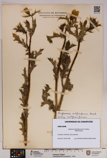 Argemone subfusiformis [Espécimen: UDEC:CONC:0023799]