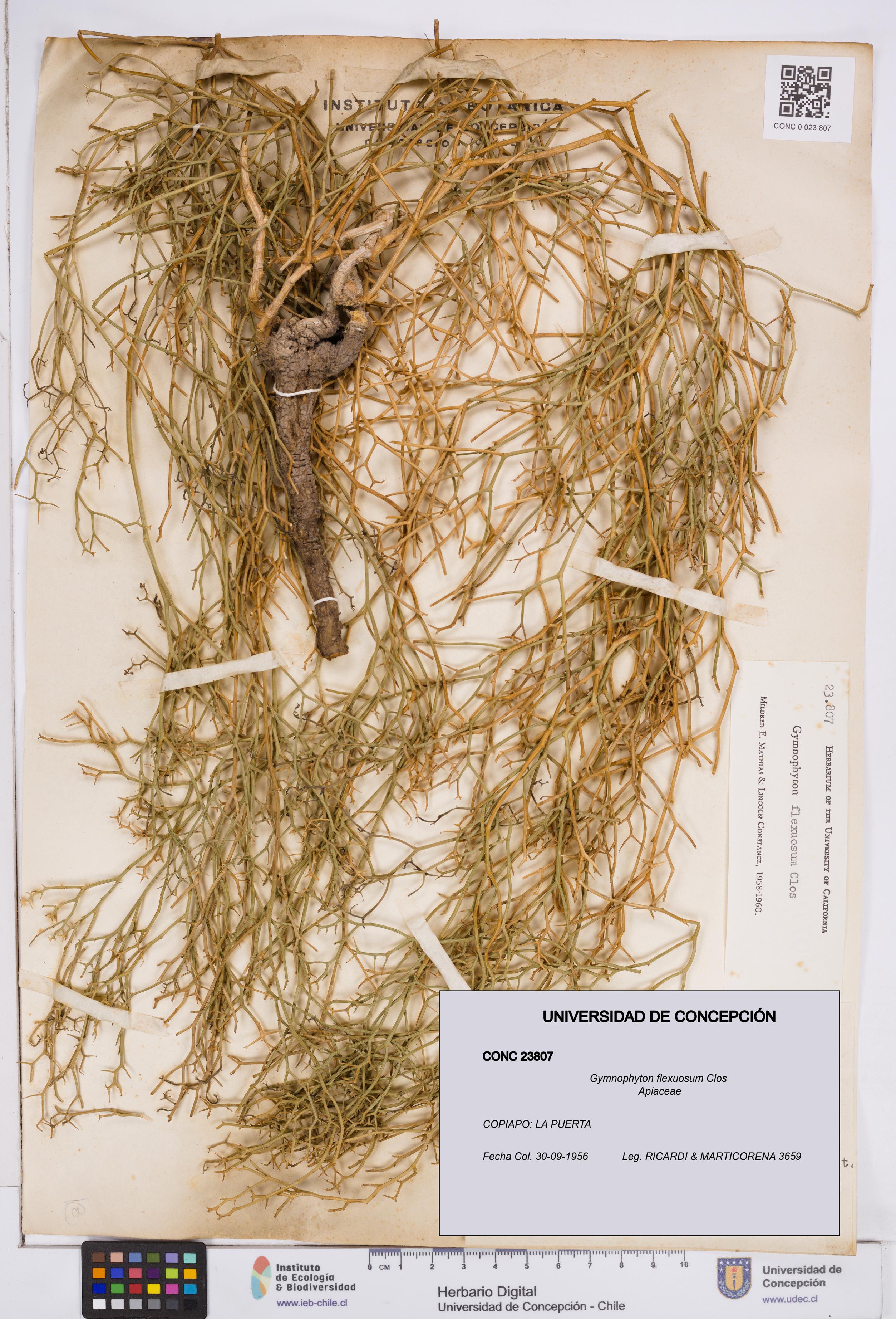 Gymnophyton flexuosum [Espécimen: ]