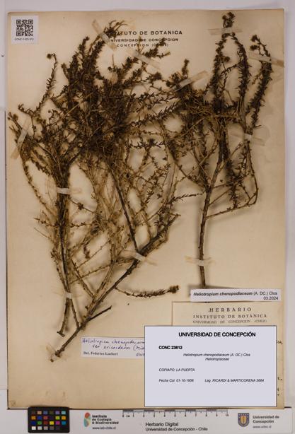 Heliotropium chenopodiaceum [Espécimen: UDEC:CONC:0023812]