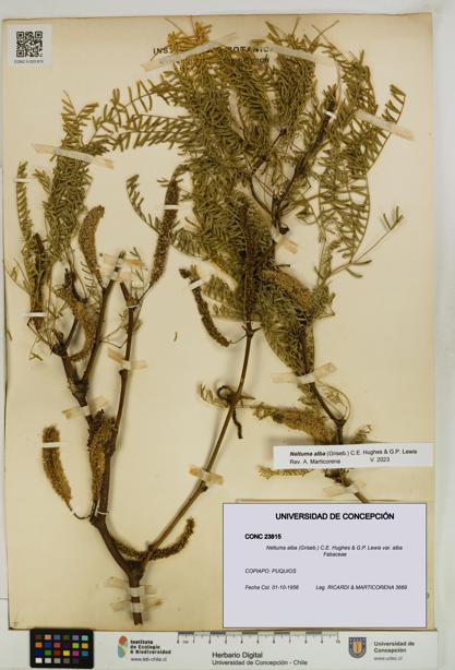 Neltuma alba var. alba [Espécimen: UDEC:CONC:0023815]