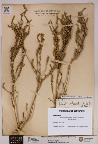Atriplex imbricata [Espécimen: UDEC:CONC:0023816]