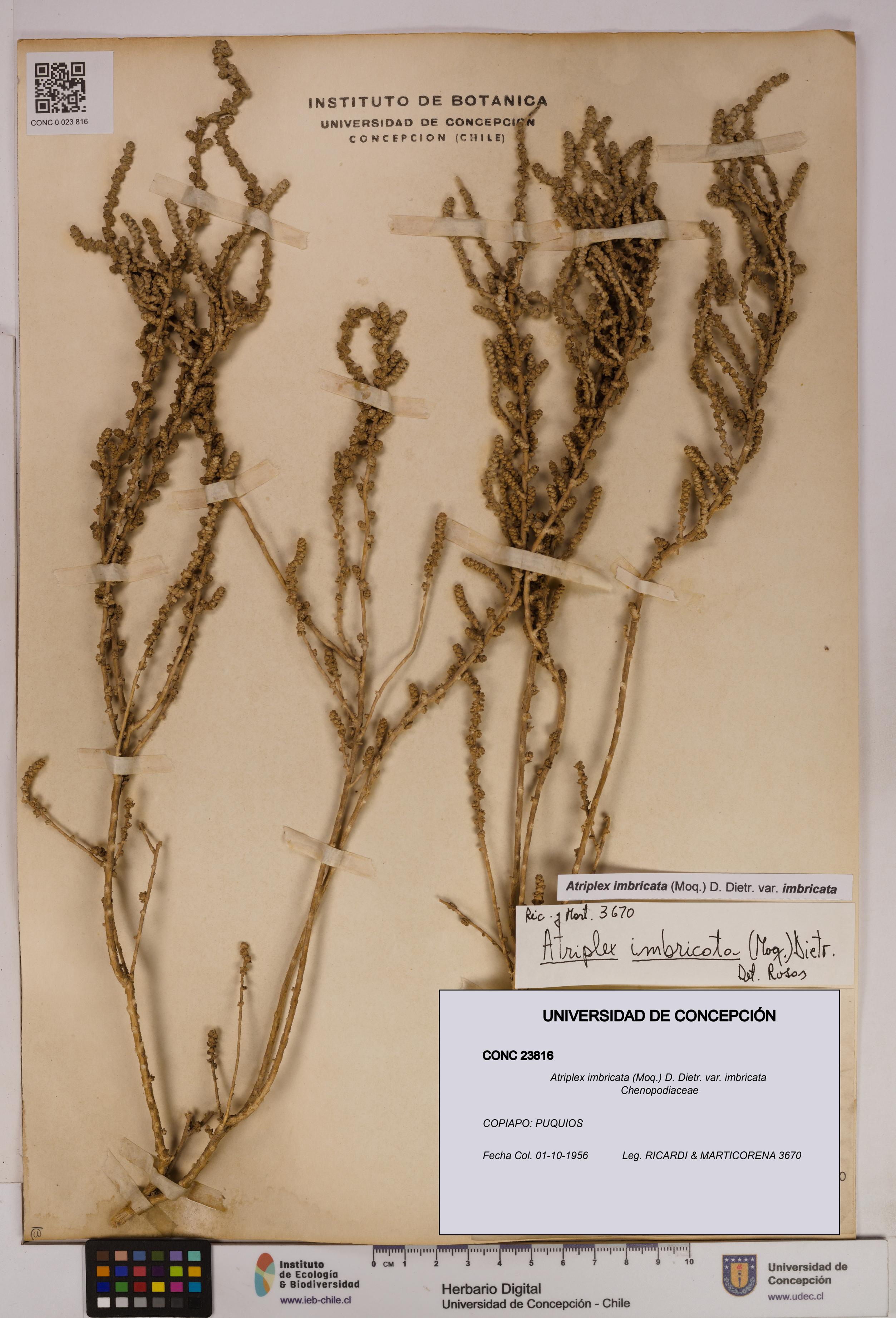 Atriplex imbricata [Espécimen: UDEC:CONC:0023816]
