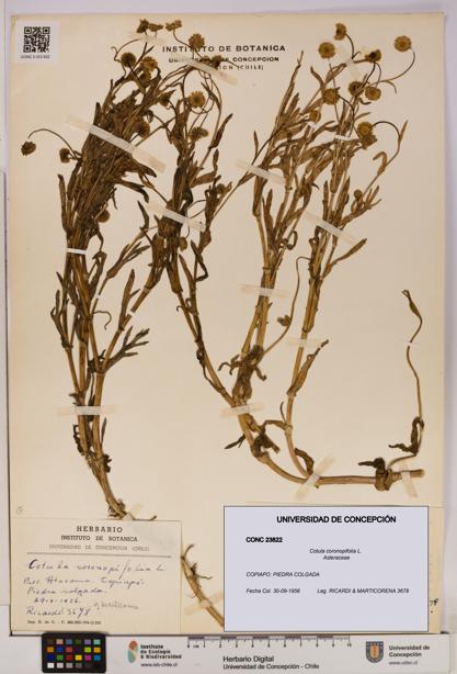Cotula coronopifolia [Espécimen: UDEC:CONC:0023822]