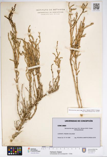Sarcocornia neei [Espécimen: UDEC:CONC:0023823]