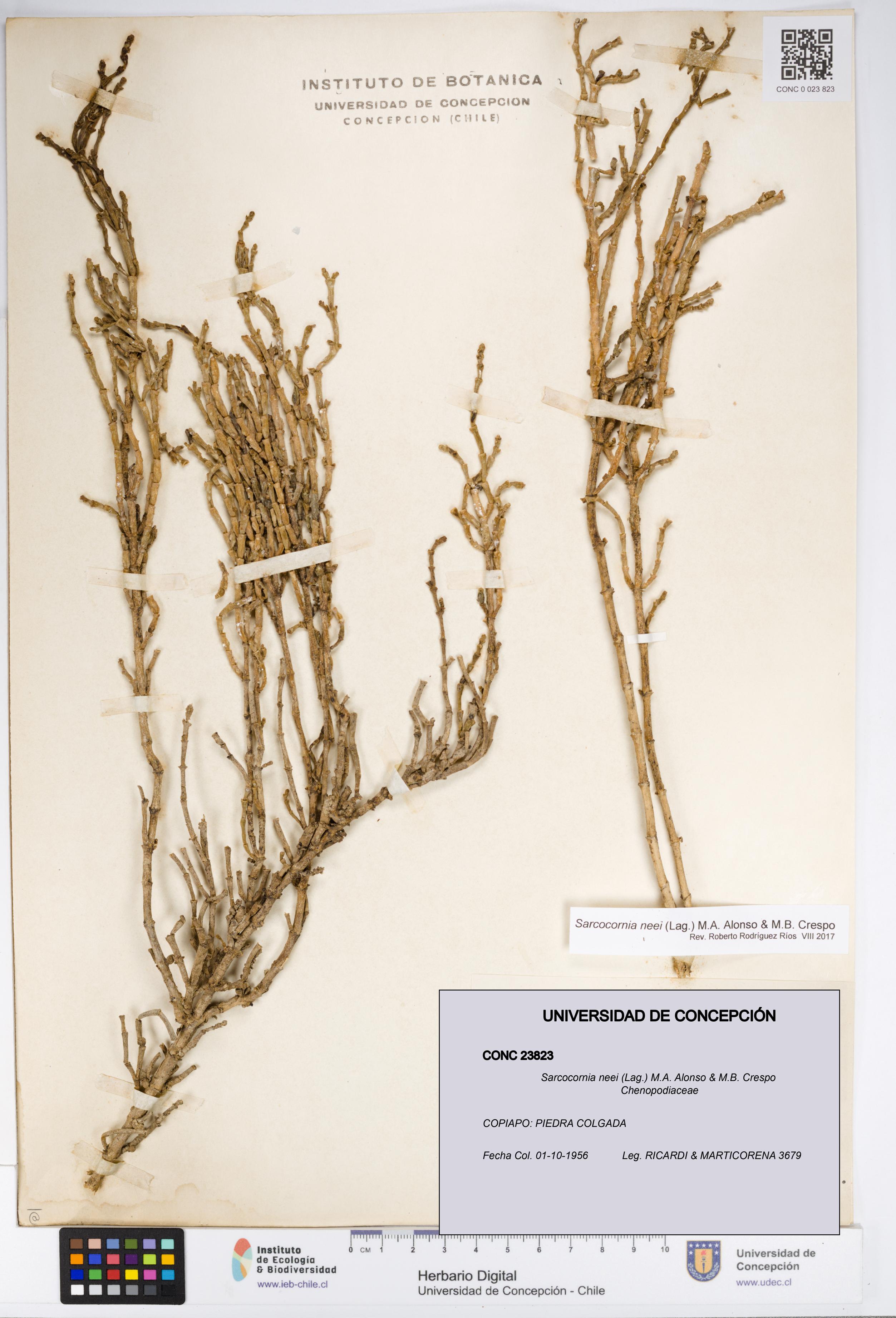 Sarcocornia neei [Espécimen: UDEC:CONC:0023823]