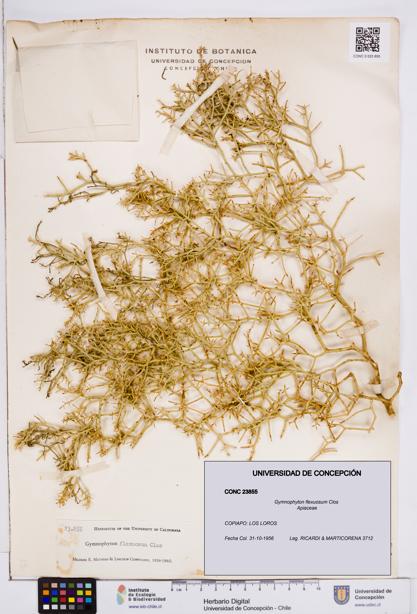 Gymnophyton flexuosum [Espécimen: ]