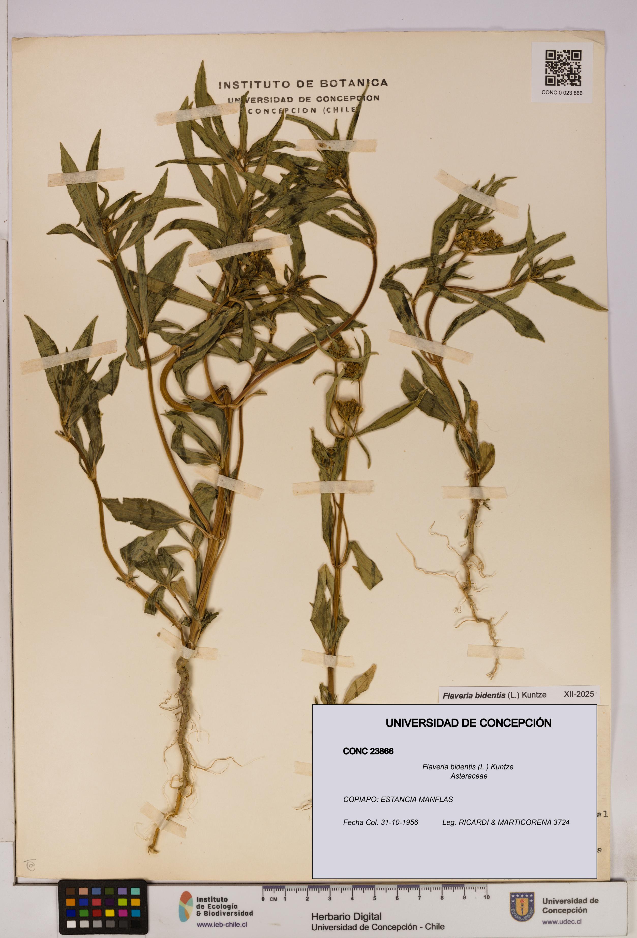 Flaveria bidentis [Espécimen: UDEC:CONC:0023866]