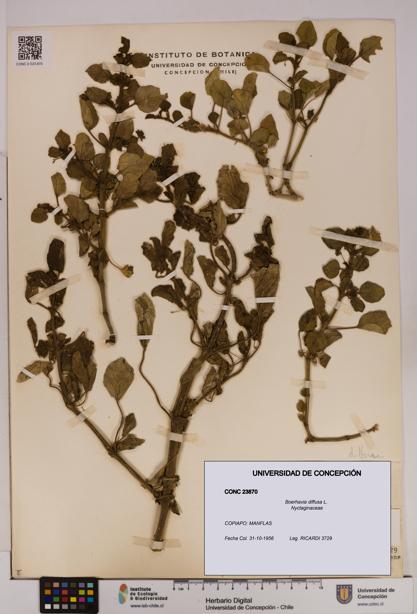 Boerhavia diffusa [Espécimen: UDEC:CONC:0023870]