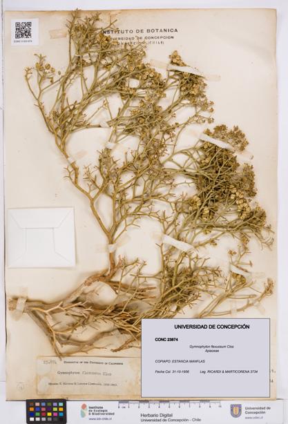 Gymnophyton flexuosum [Espécimen: ]