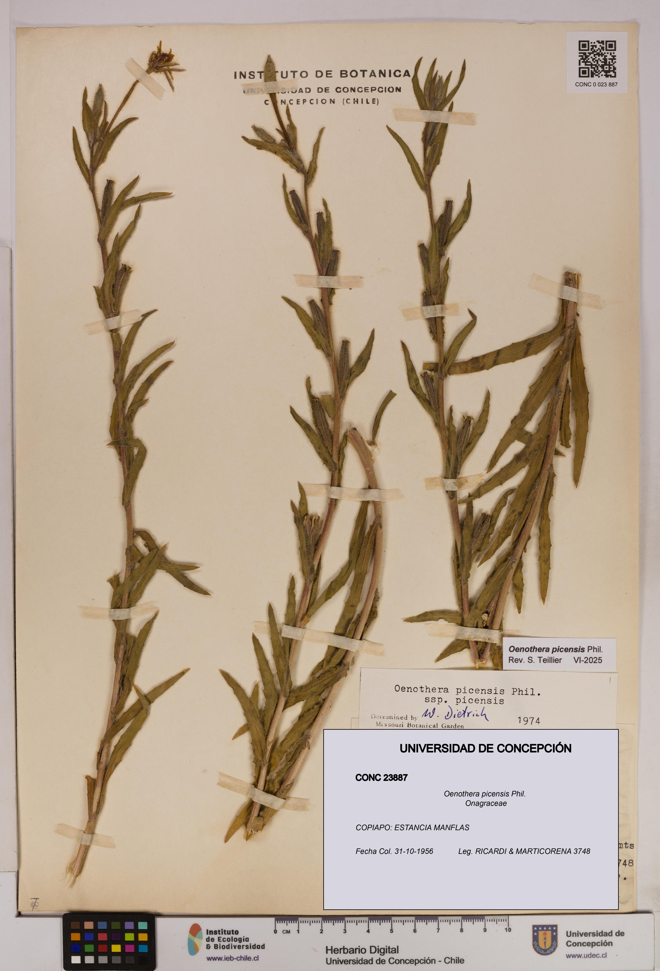 Oenothera picensis [Espécimen: UDEC:CONC:0023887]