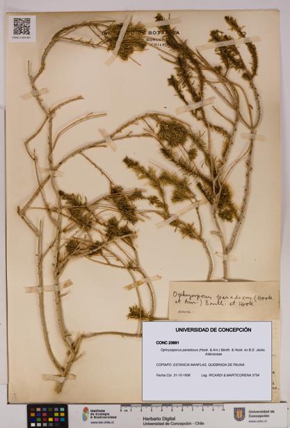 Ophryosporus paradoxus [Espécimen: UDEC:CONC:0023891]