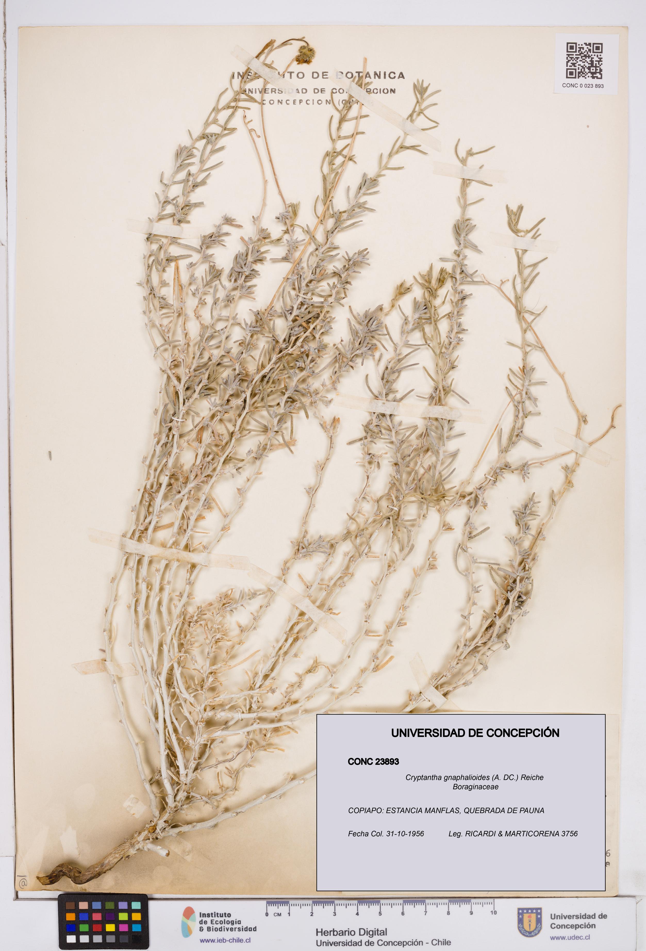 Cryptantha gnaphalioides [Espécimen: ]