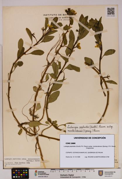 Ludwigia peploides [Espécimen: UDEC:CONC:0023895]