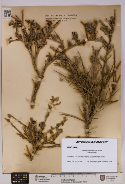 Krameria cistoidea [Espécimen: UDEC:CONC:0023896]