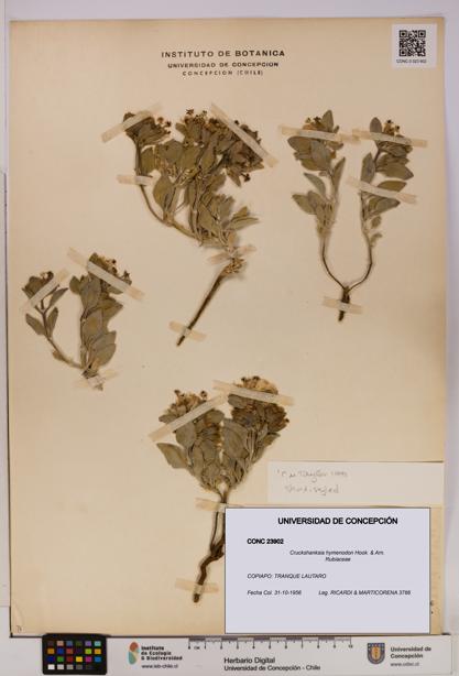 Cruckshanksia hymenodon [Espécimen: UDEC:CONC:0023902]