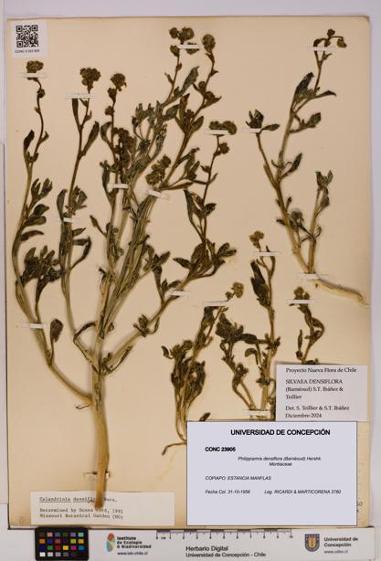 Philippiamra densiflora [Espécimen: ]