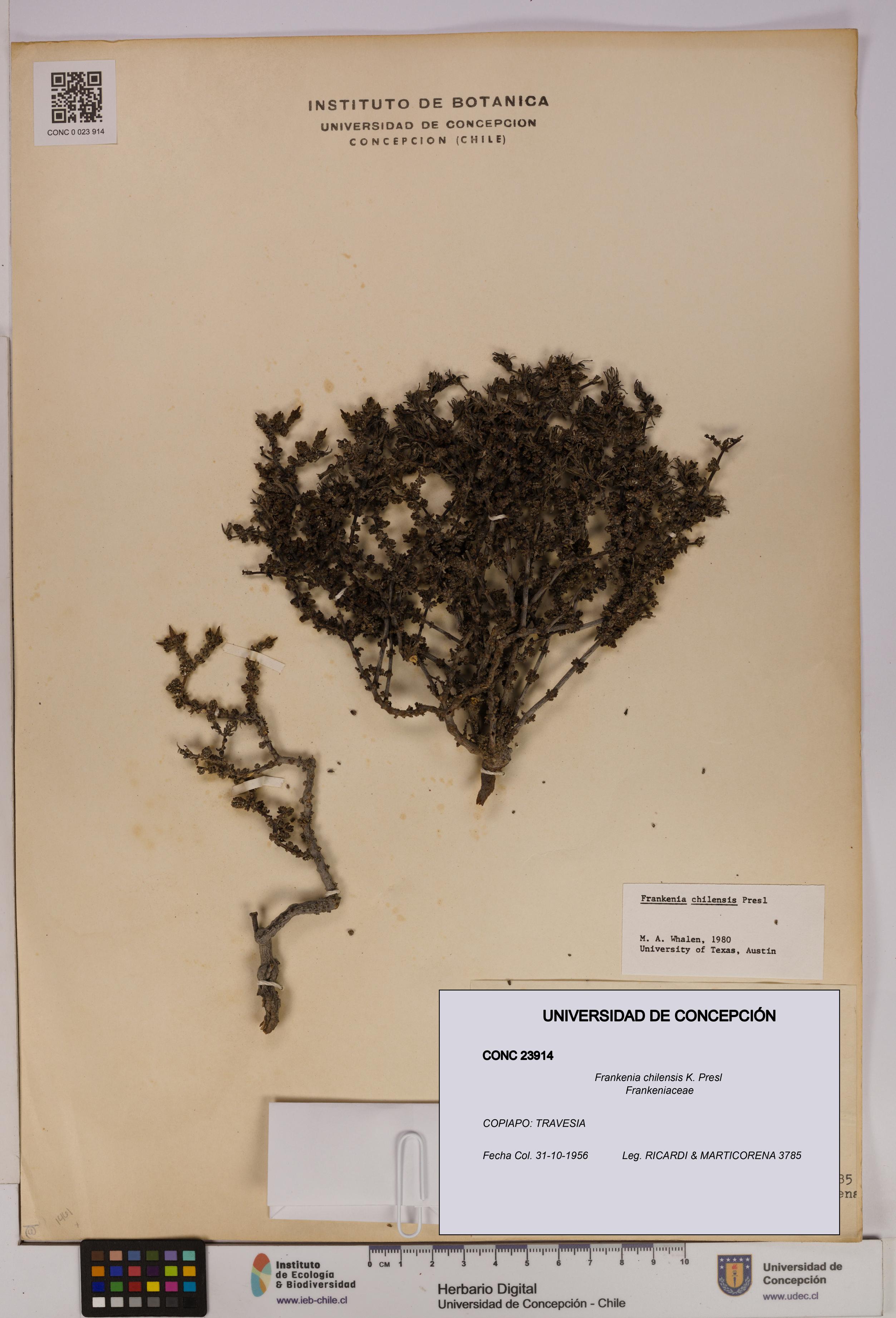 Frankenia chilensis [Espécimen: UDEC:CONC:0023914]