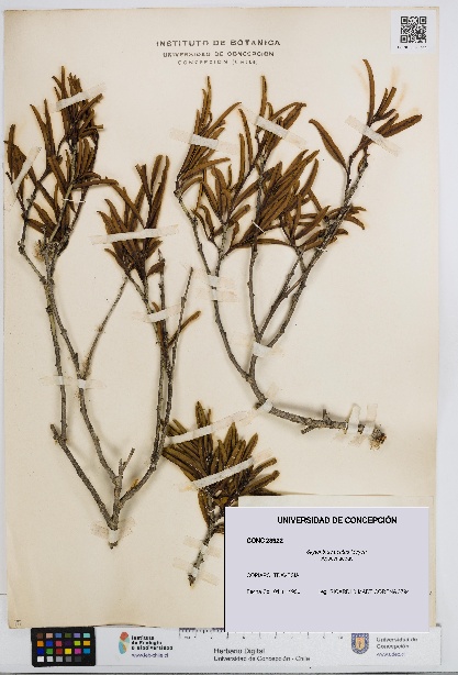 Skytanthus acutus [Espécimen: UDEC:CONC:0023922]