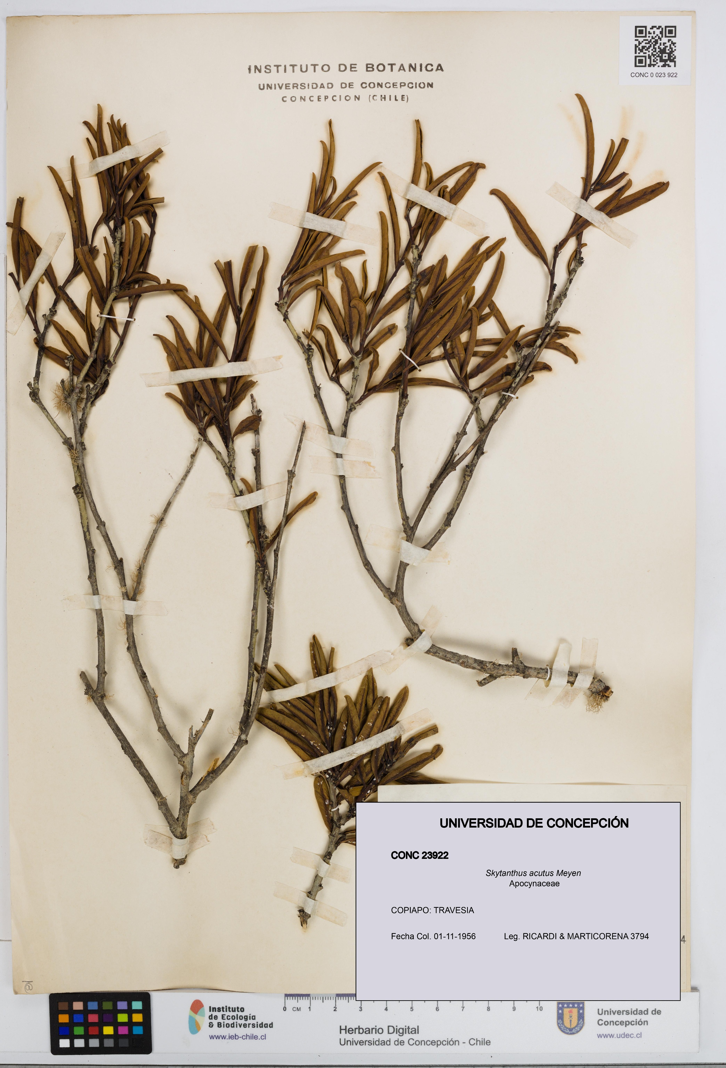 Skytanthus acutus [Espécimen: UDEC:CONC:0023922]