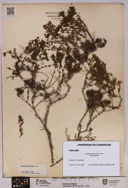 Frankenia chilensis [Espécimen: UDEC:CONC:0023927]