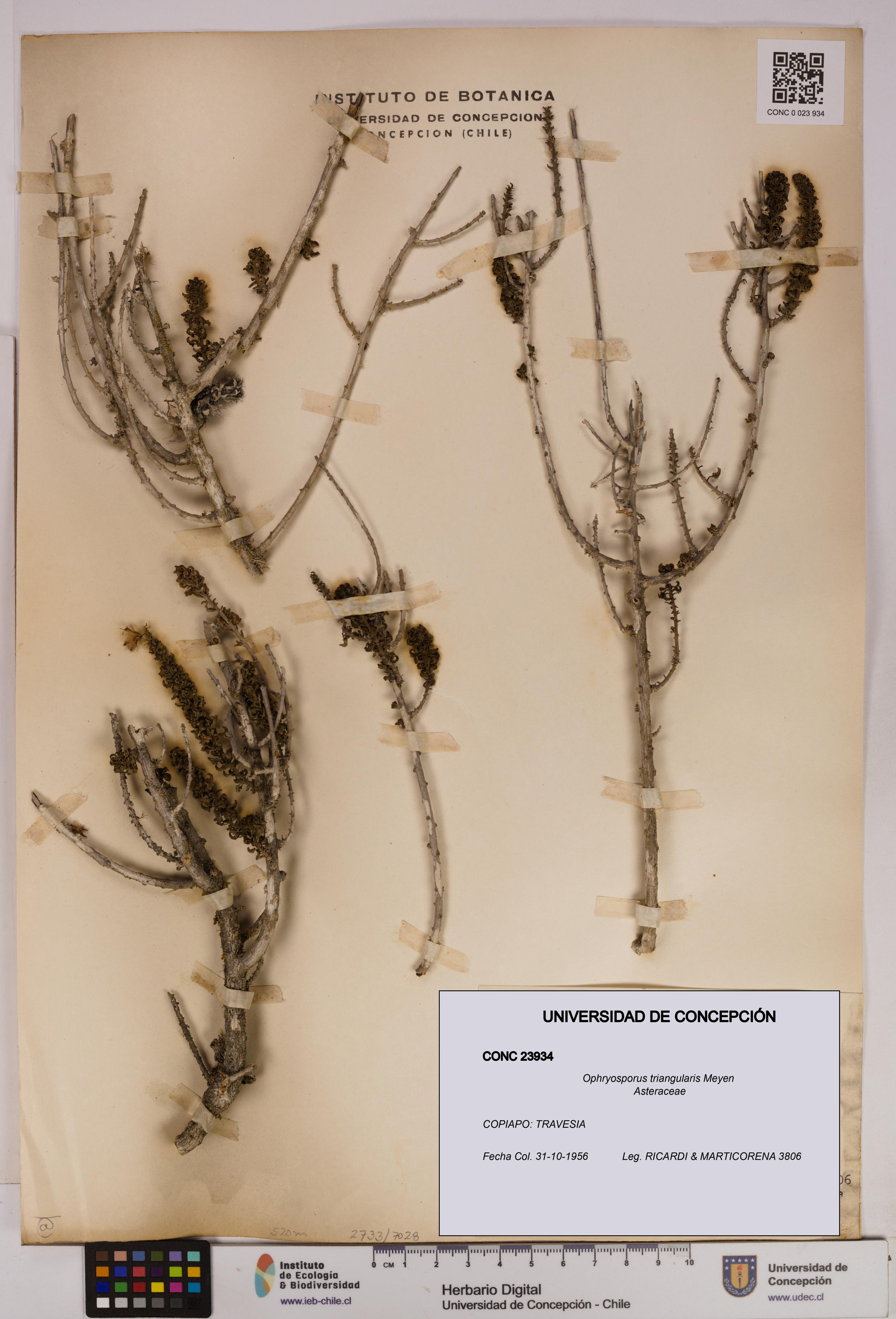 Ophryosporus triangularis [Espécimen: UDEC:CONC:0023934]