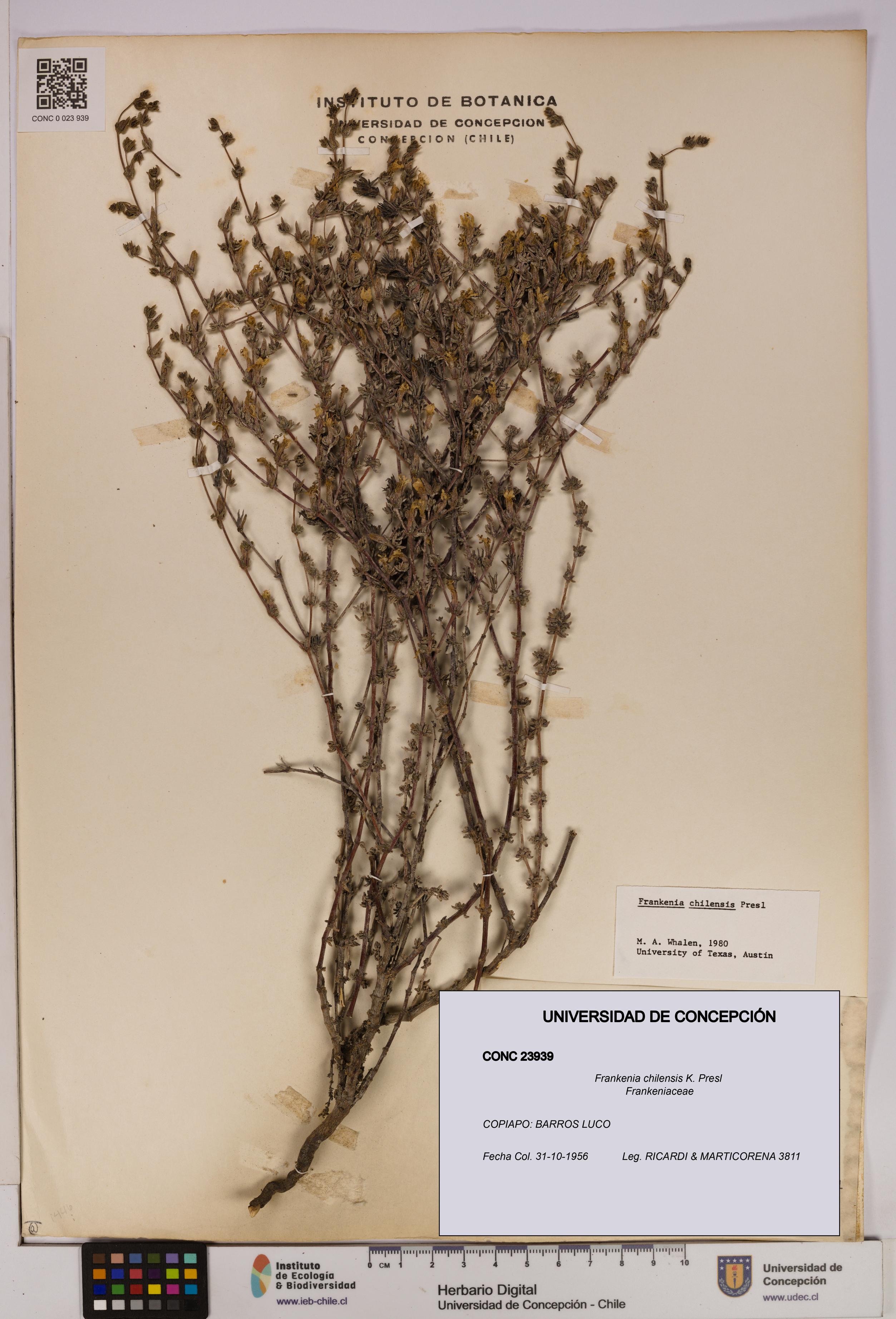 Frankenia chilensis [Espécimen: UDEC:CONC:0023939]