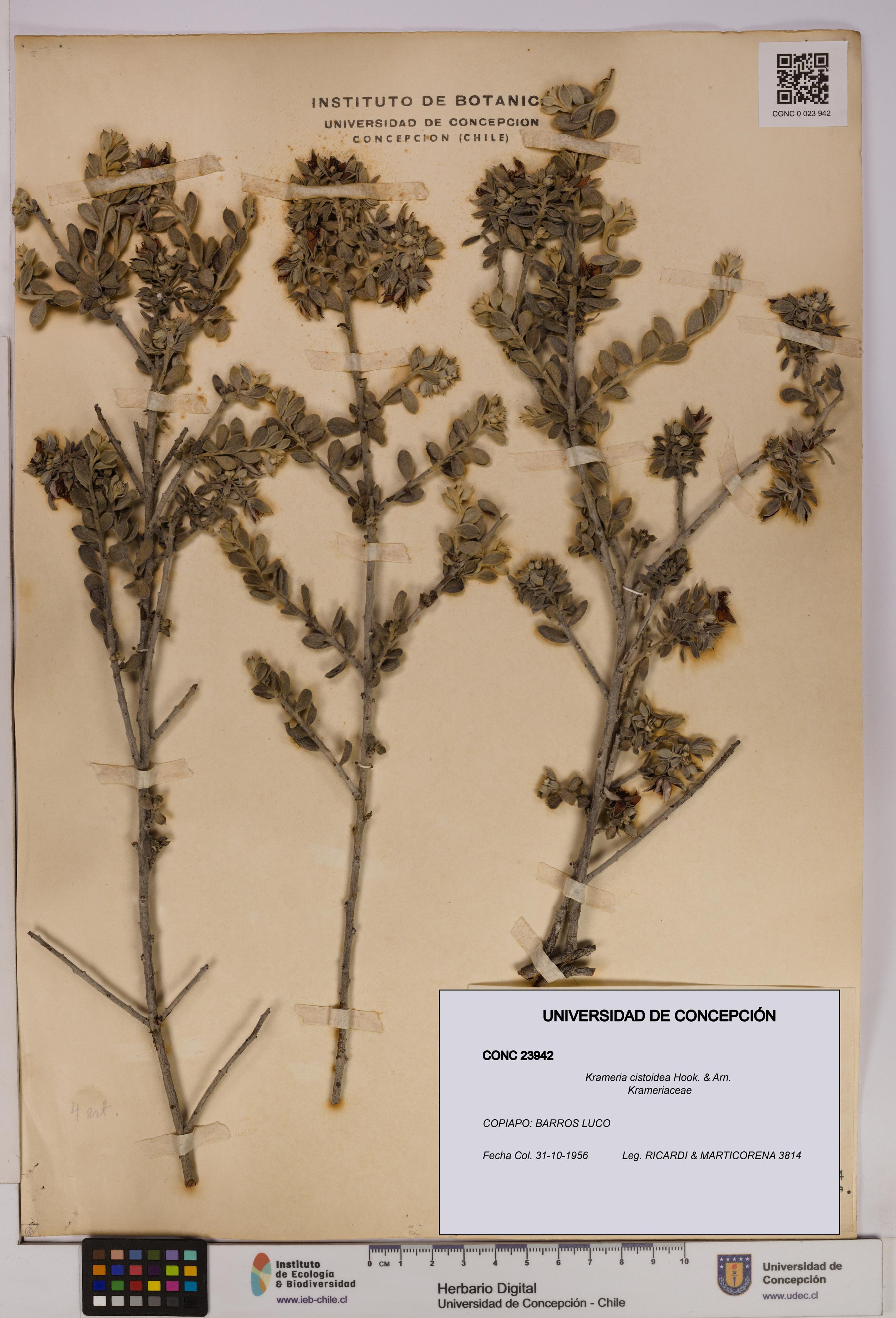 Krameria cistoidea [Espécimen: UDEC:CONC:0023942]