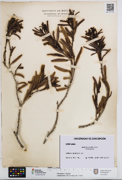 Skytanthus acutus [Espécimen: UDEC:CONC:0023948]