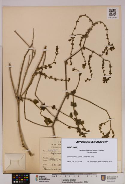 Mirabilis ovata [Espécimen: UDEC:CONC:0023955]