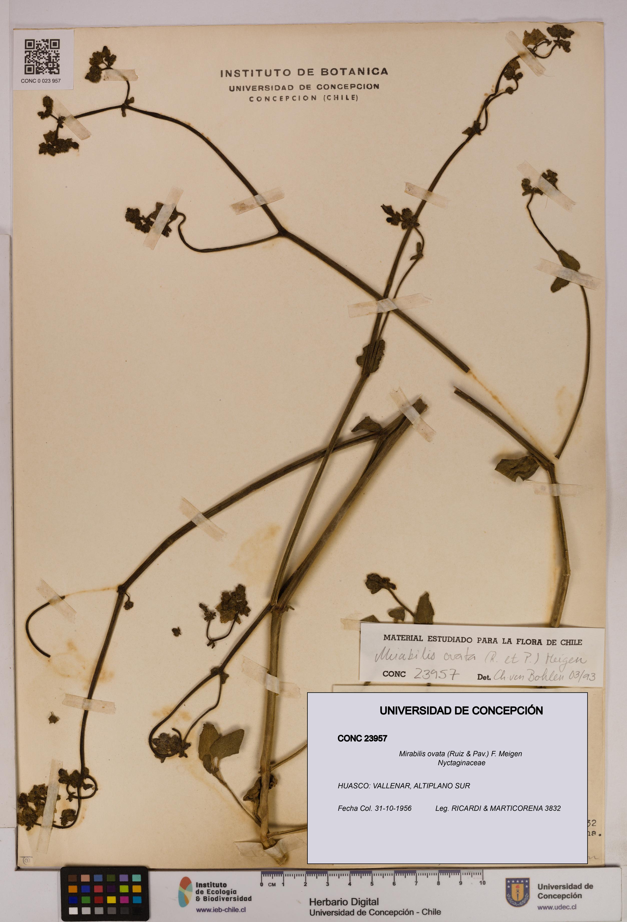 Mirabilis ovata [Espécimen: UDEC:CONC:0023957]