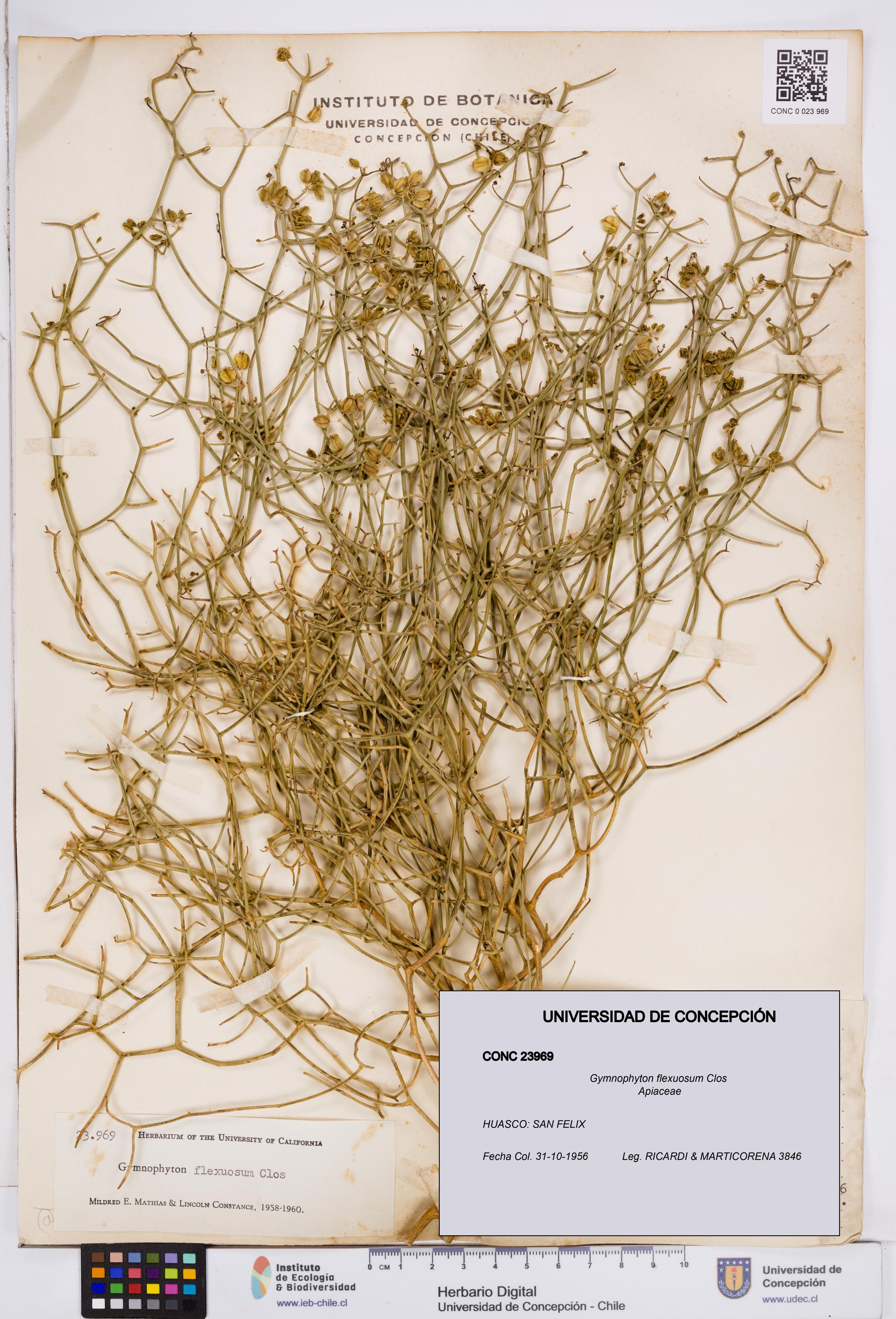 Gymnophyton flexuosum [Espécimen: ]