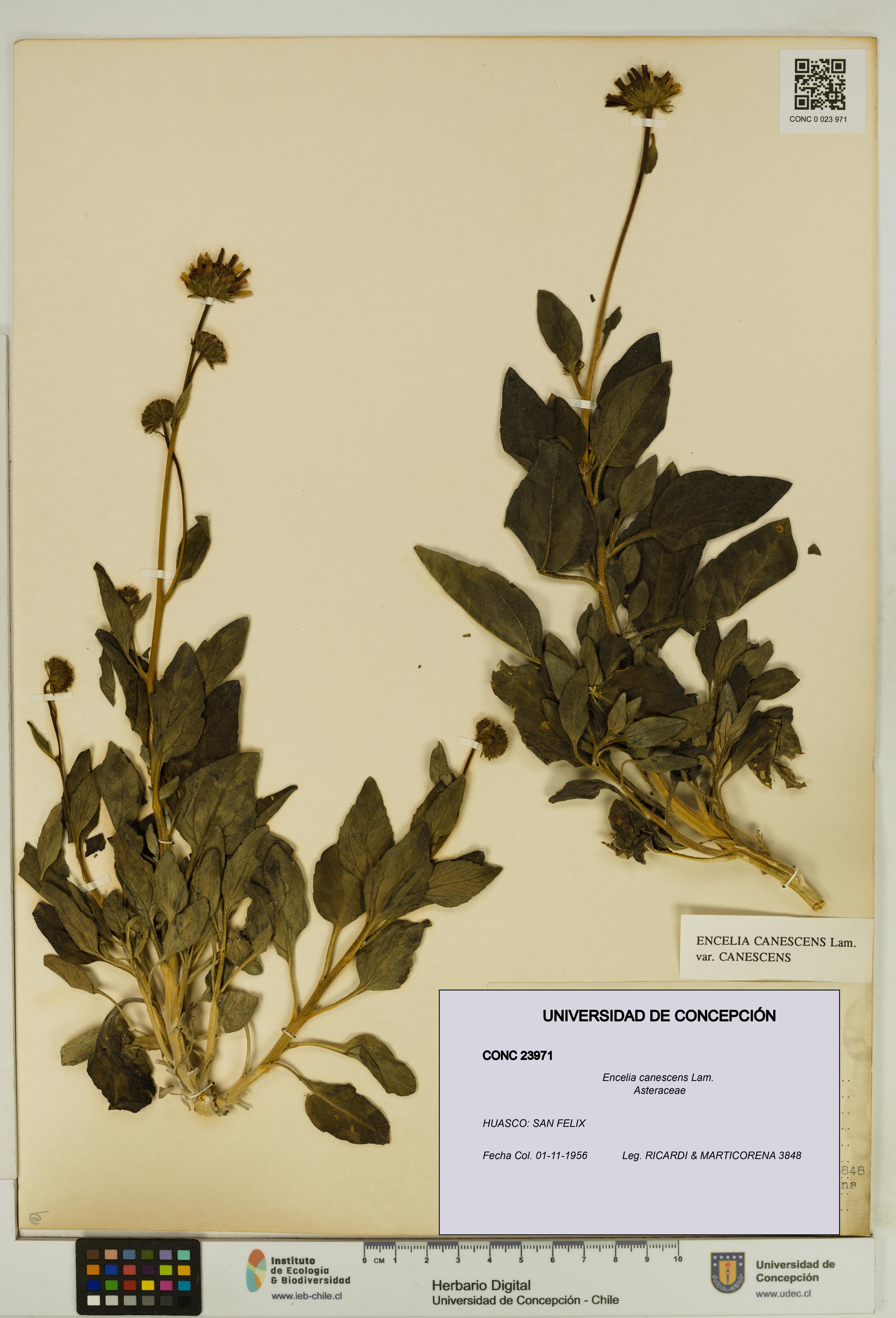 Encelia canescens [Espécimen: UDEC:CONC:0023971]