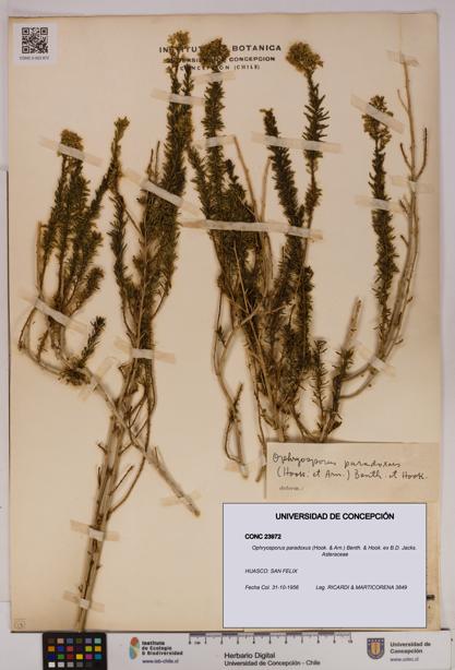 Ophryosporus paradoxus [Espécimen: UDEC:CONC:0023972]