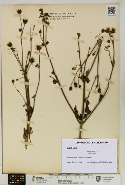 Bidens pilosa [Espécimen: UDEC:CONC:0023976]