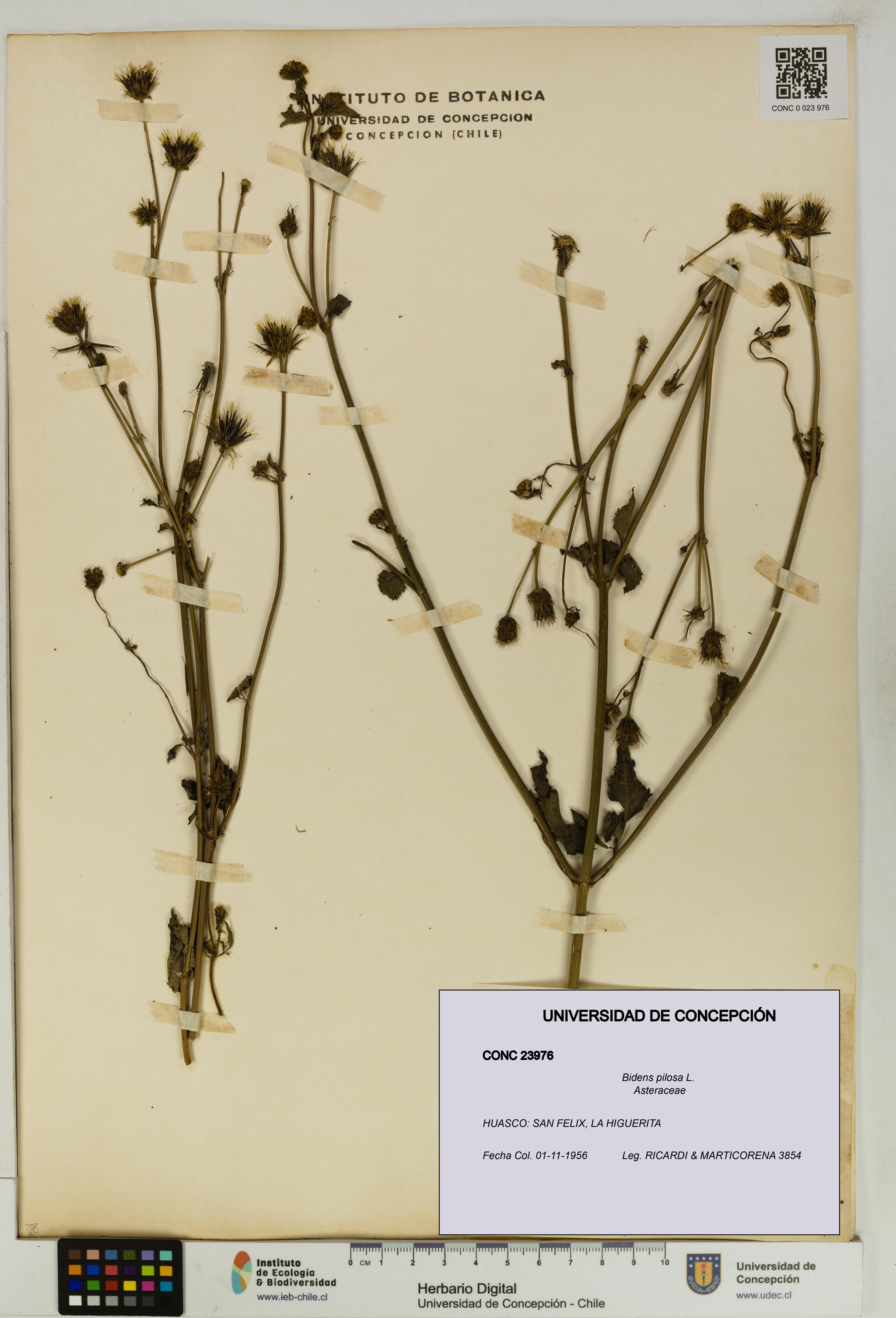 Bidens pilosa [Espécimen: UDEC:CONC:0023976]