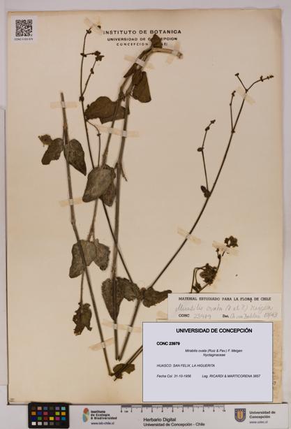 Mirabilis ovata [Espécimen: UDEC:CONC:0023979]