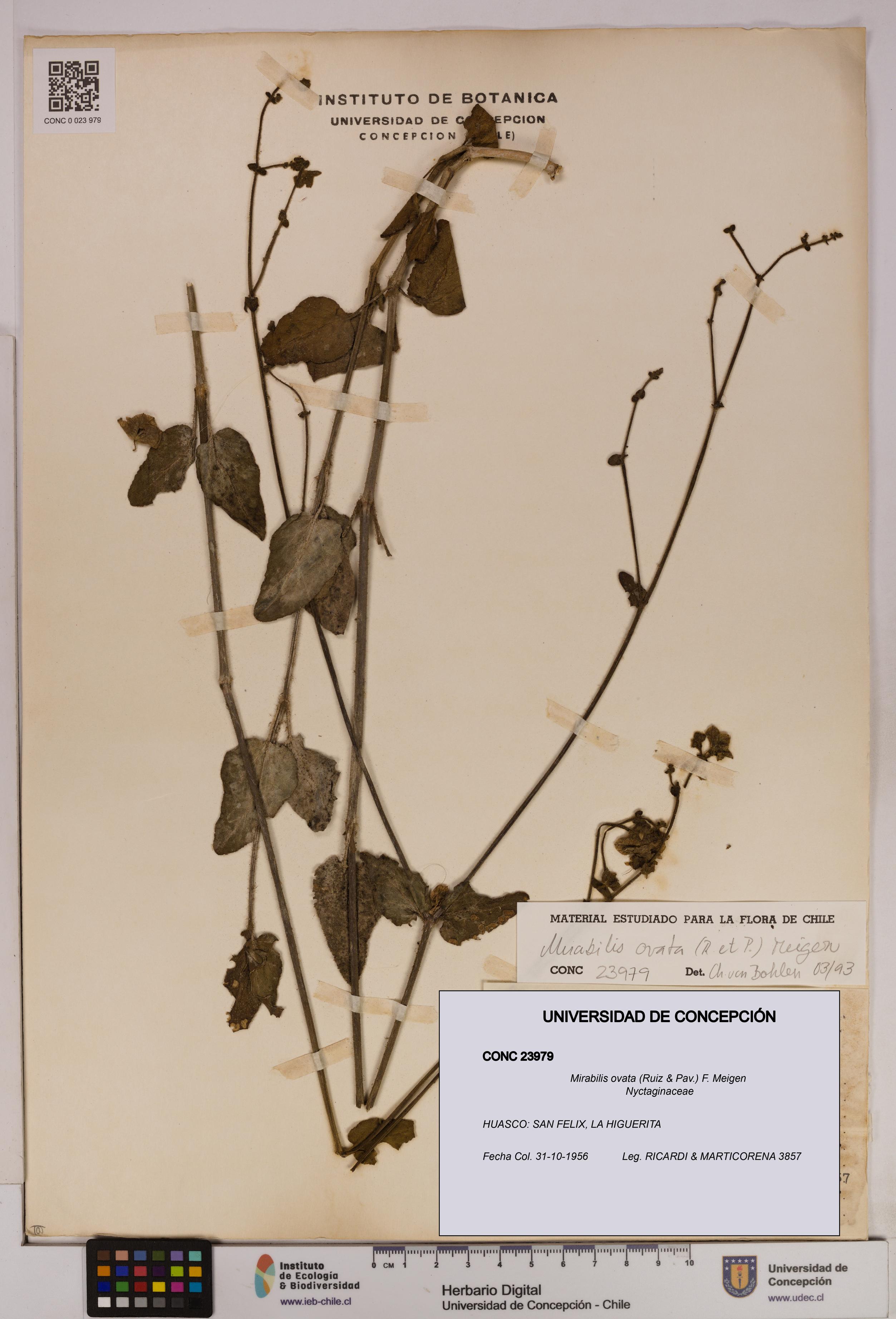 Mirabilis ovata [Espécimen: UDEC:CONC:0023979]