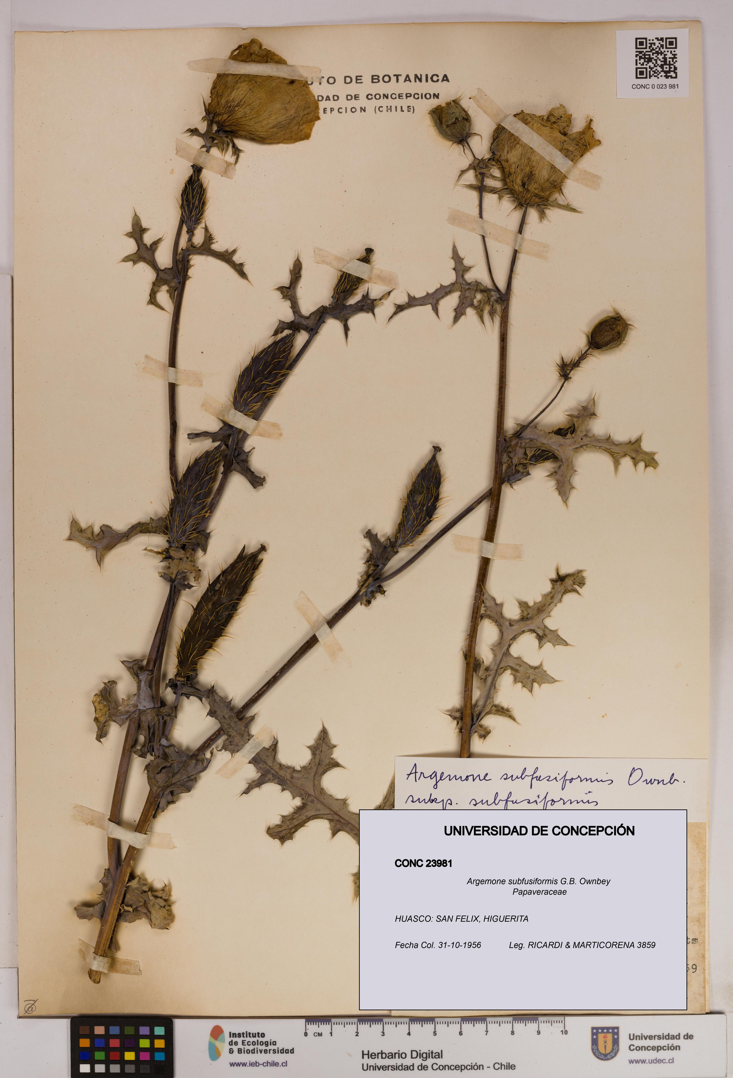 Argemone subfusiformis [Espécimen: UDEC:CONC:0023981]