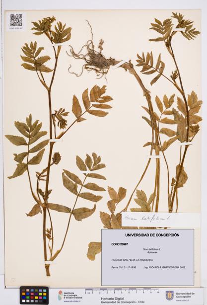 Sium latifolium [Espécimen: ]