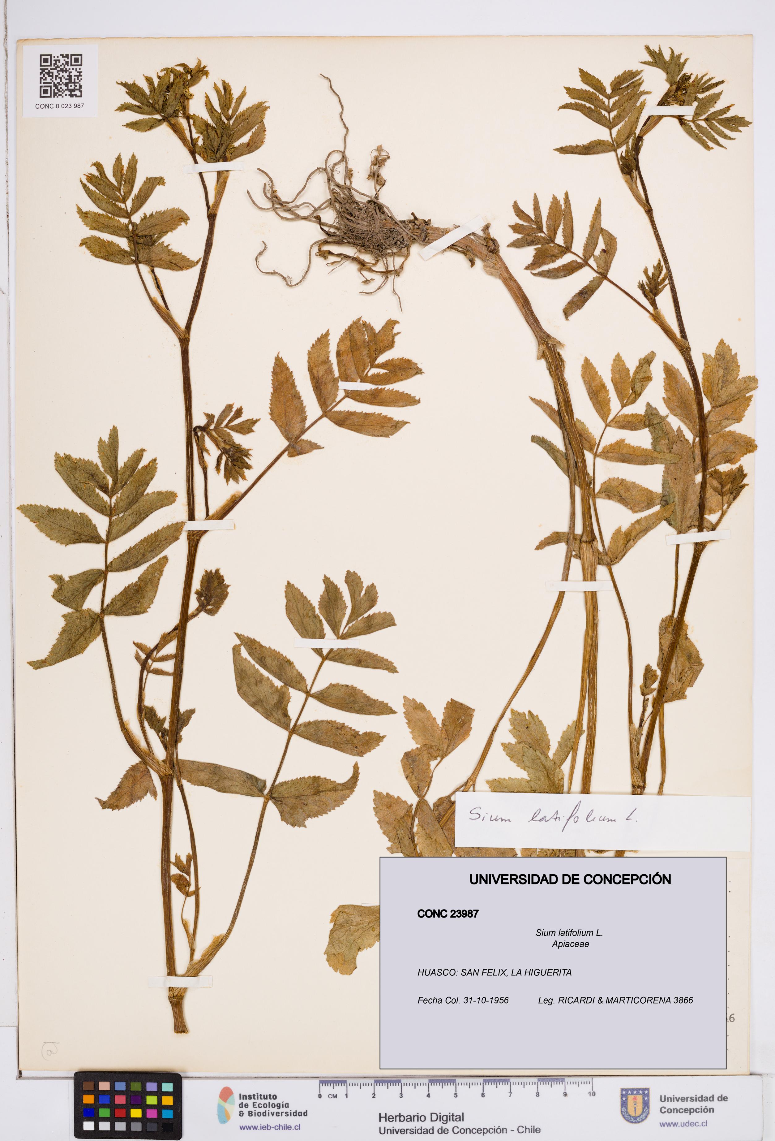 Sium latifolium [Espécimen: ]