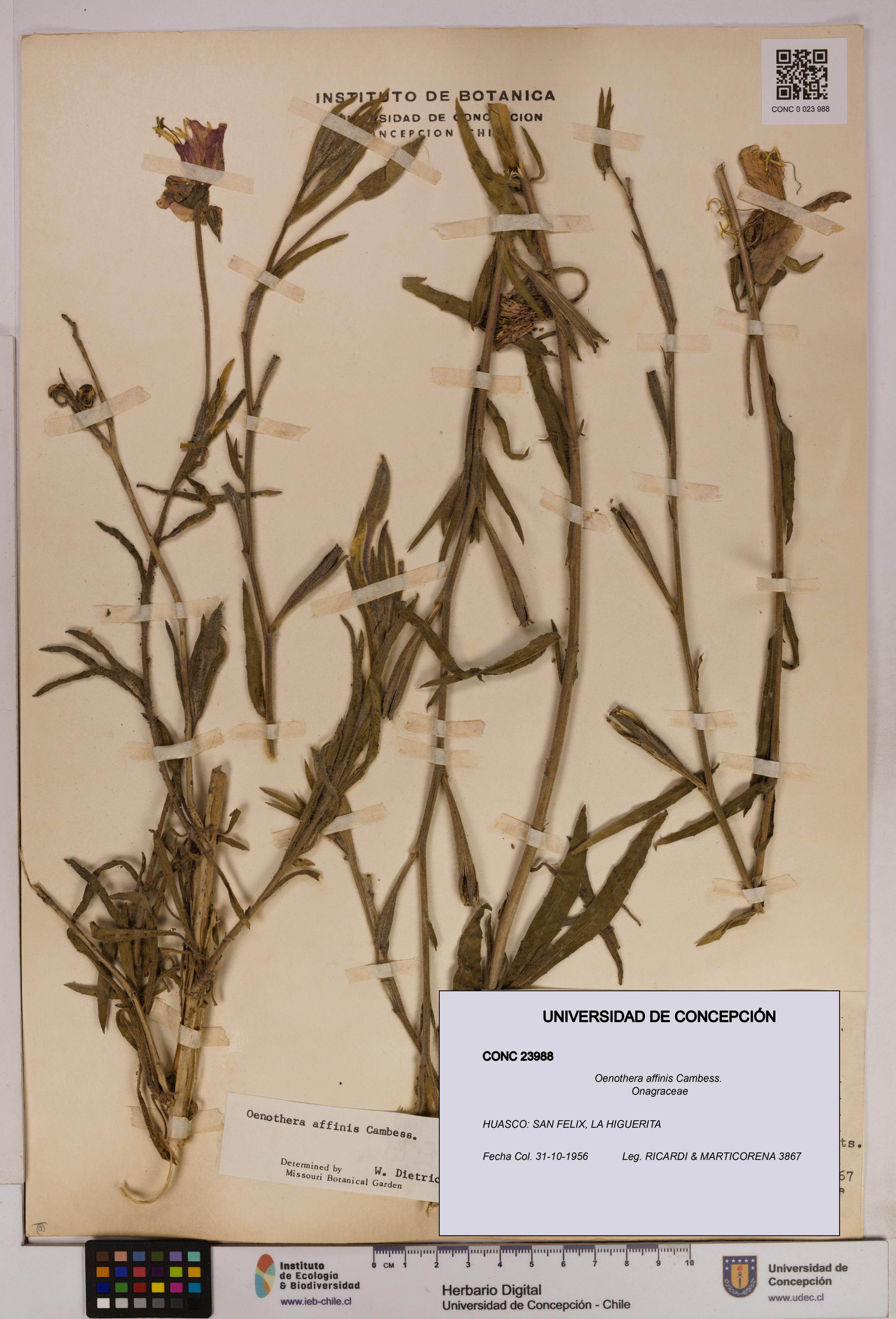 Oenothera affinis [Espécimen: UDEC:CONC:0023988]