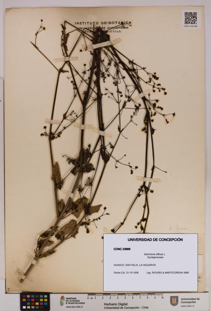 Boerhavia diffusa [Espécimen: UDEC:CONC:0023989]