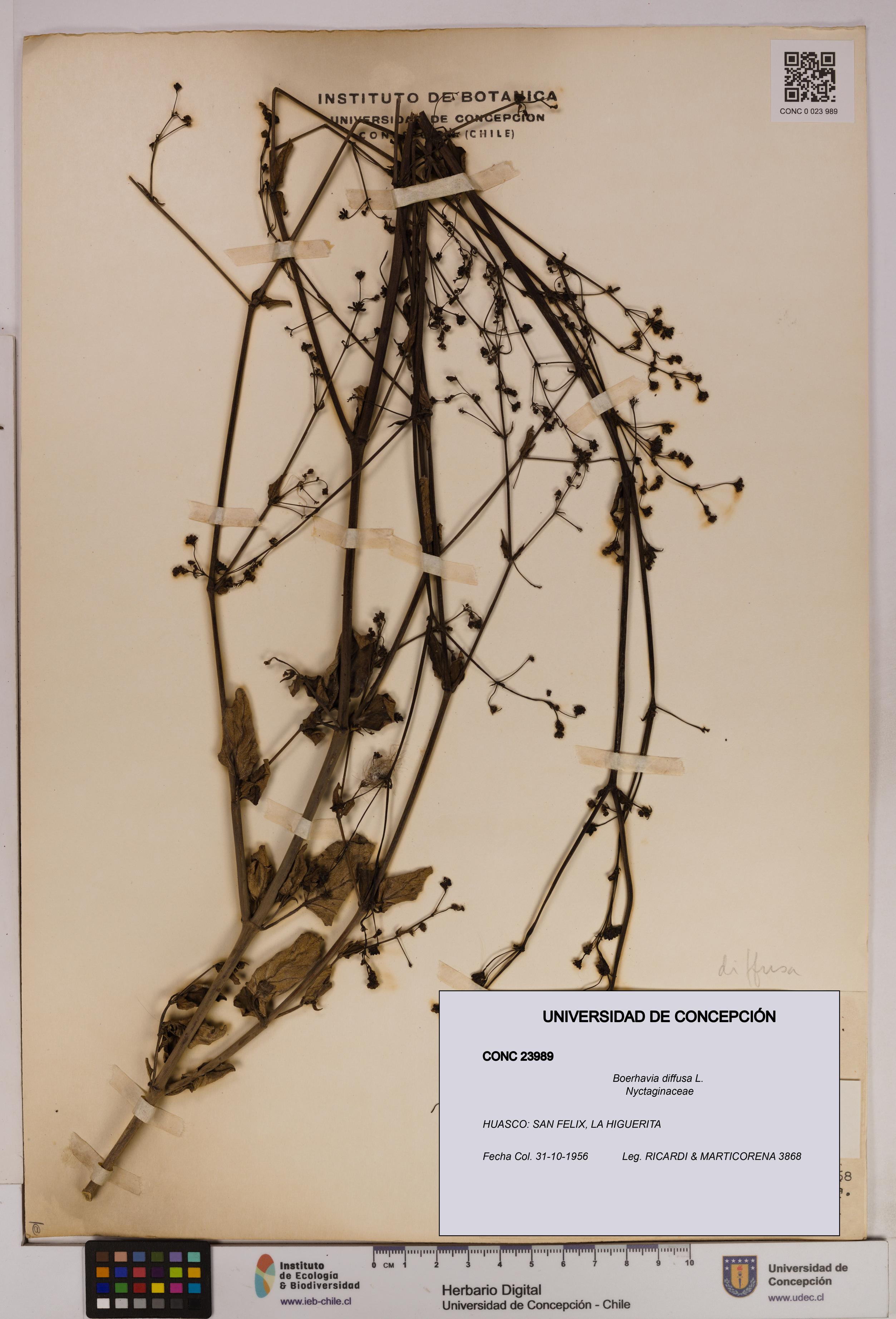 Boerhavia diffusa [Espécimen: UDEC:CONC:0023989]