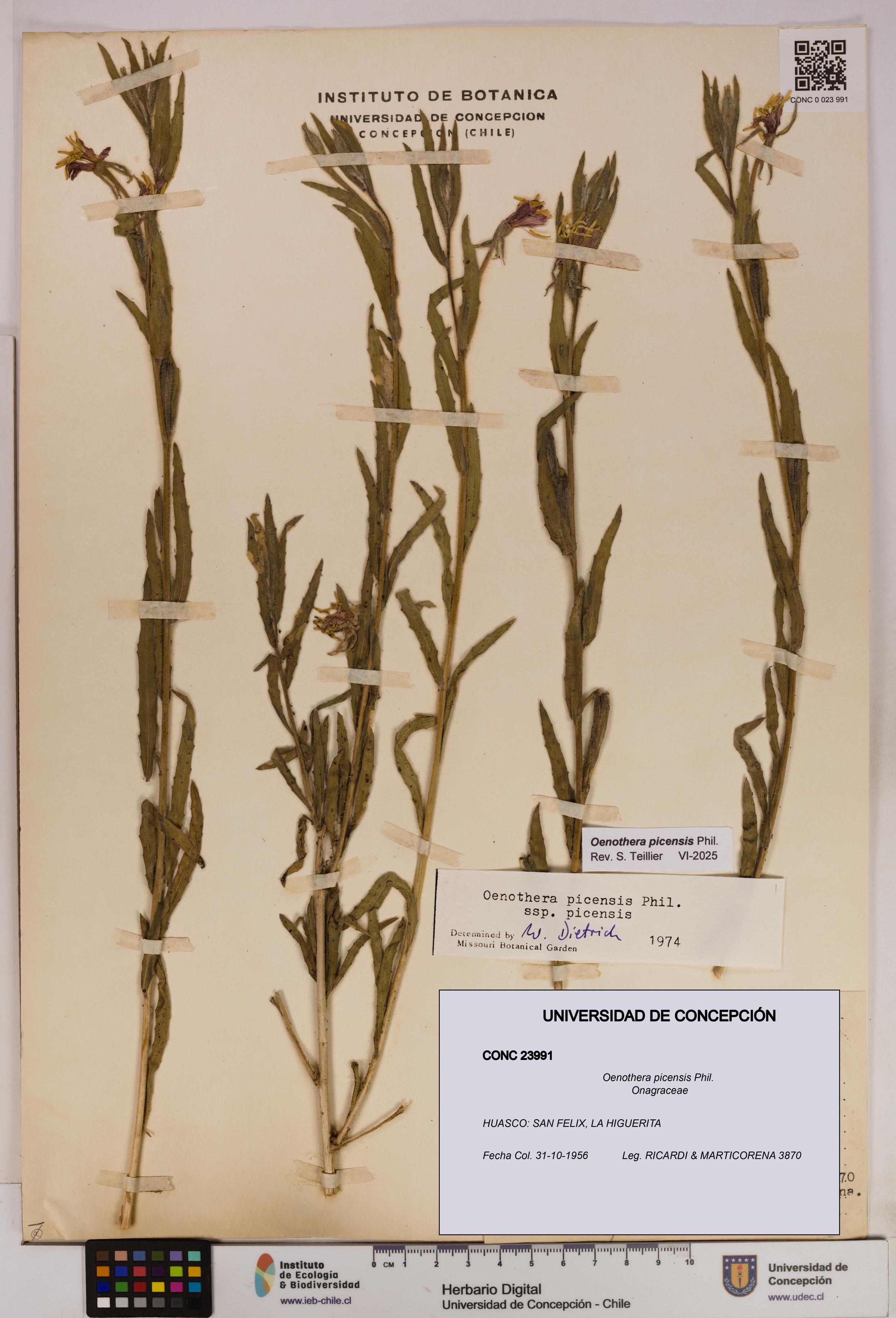 Oenothera picensis [Espécimen: UDEC:CONC:0023991]