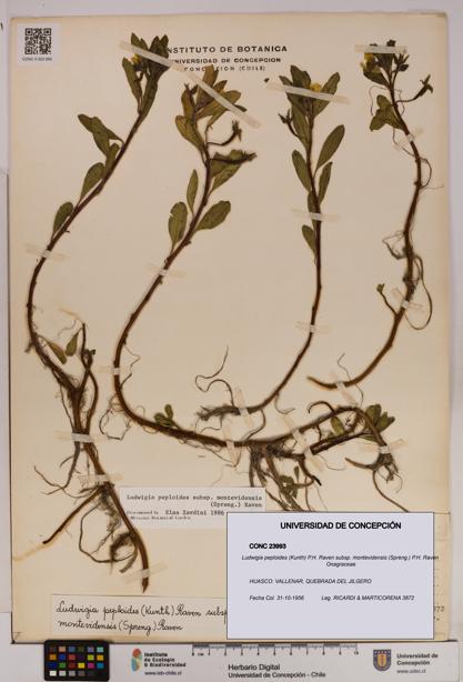 Ludwigia peploides [Espécimen: UDEC:CONC:0023993]