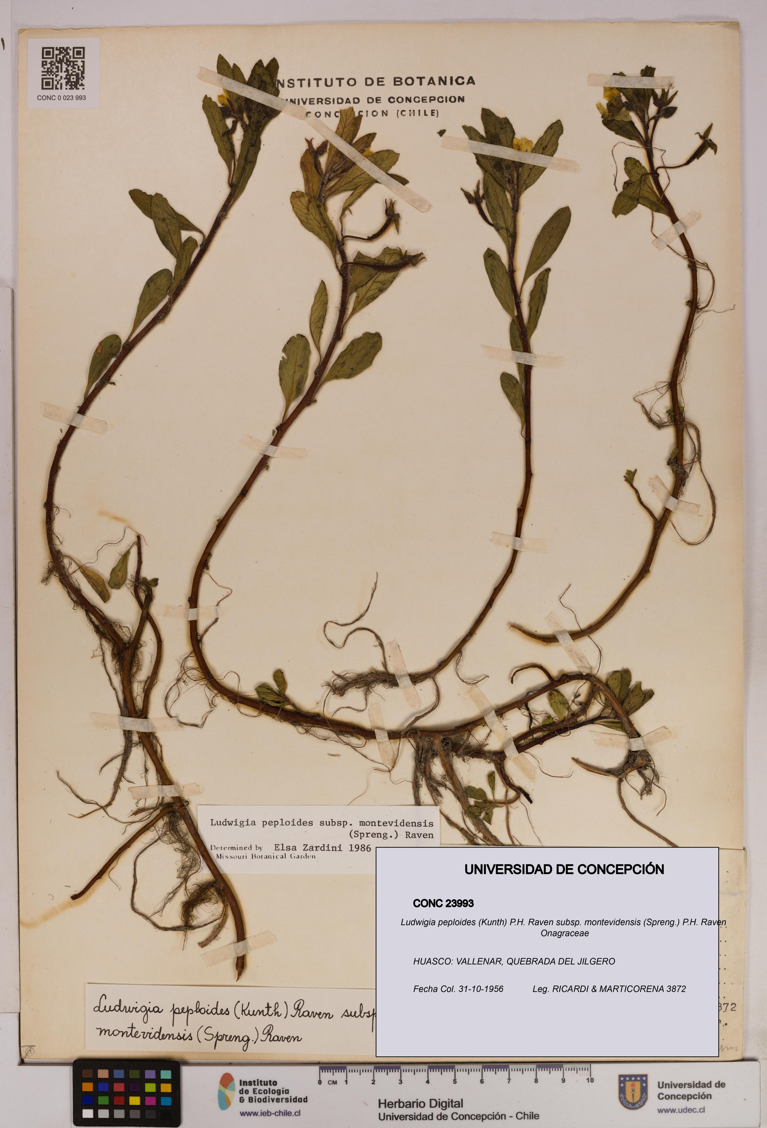 Ludwigia peploides [Espécimen: UDEC:CONC:0023993]