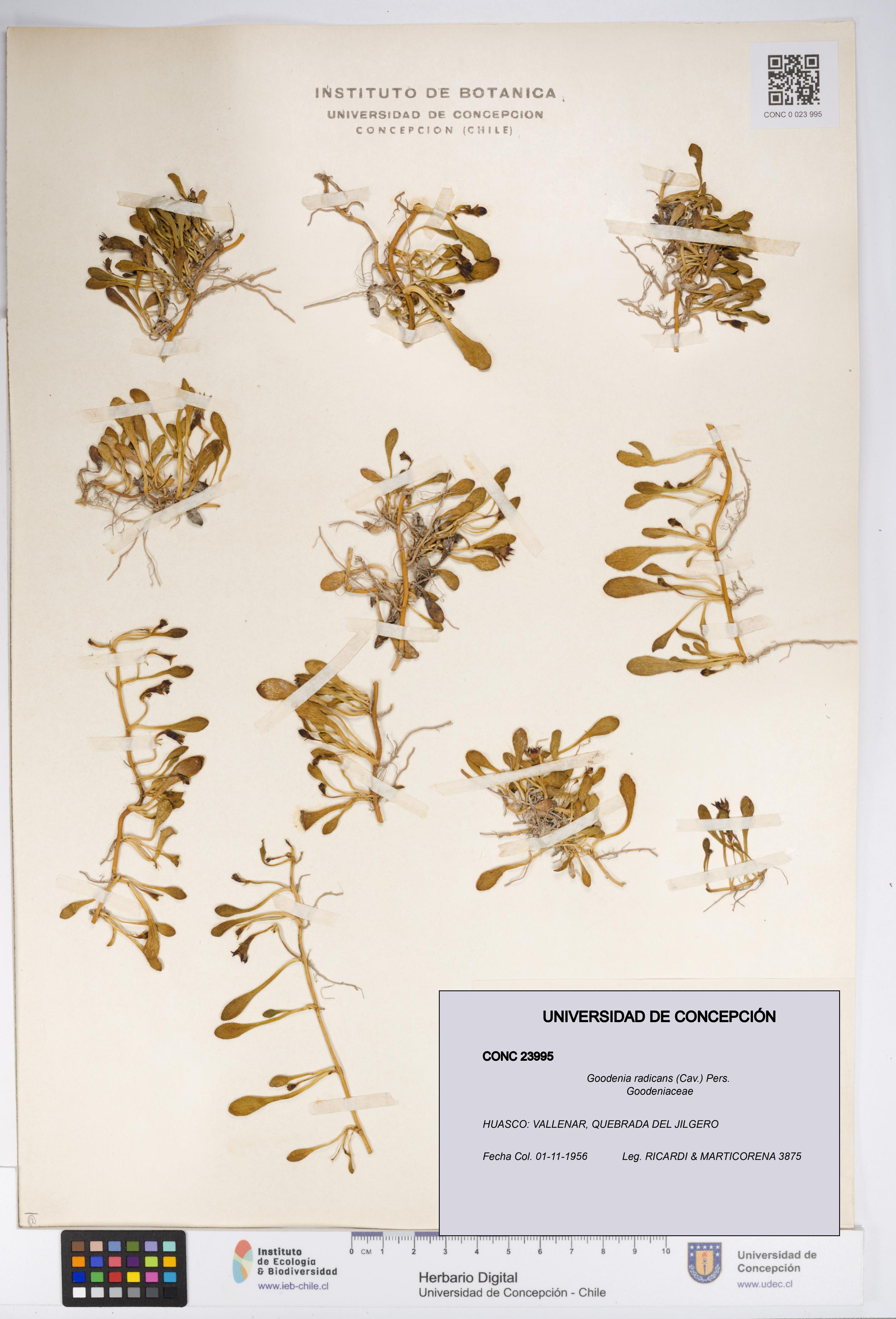 Goodenia radicans [Espécimen: UDEC:CONC:0023995]