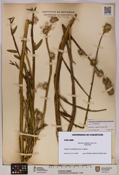 Baccharis sagittalis [Espécimen: UDEC:CONC:0023999]