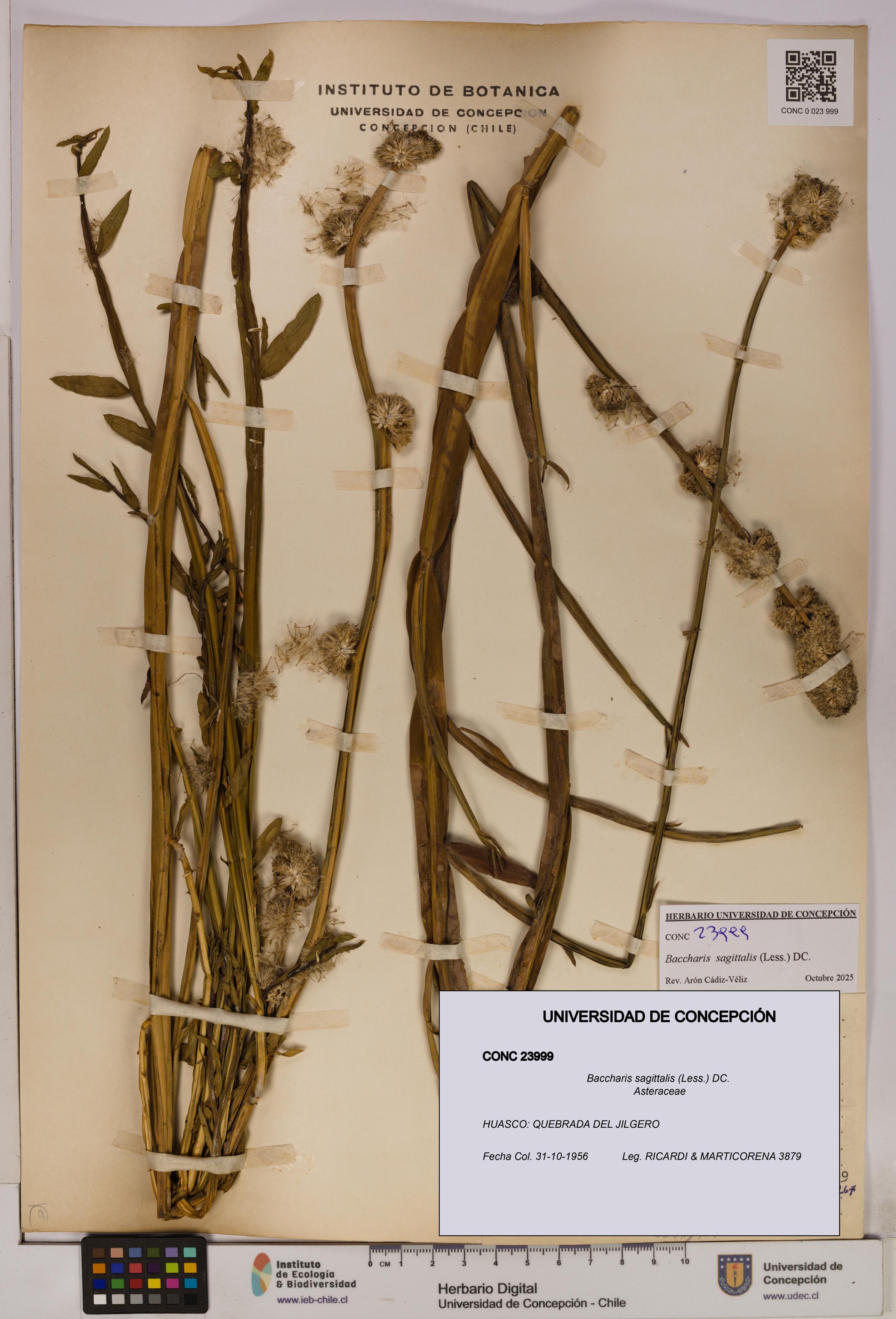 Baccharis sagittalis [Espécimen: UDEC:CONC:0023999]